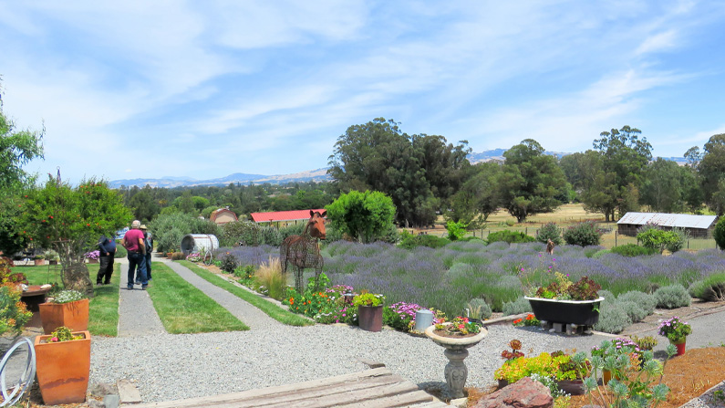 2022-06-08 Lavender Farm